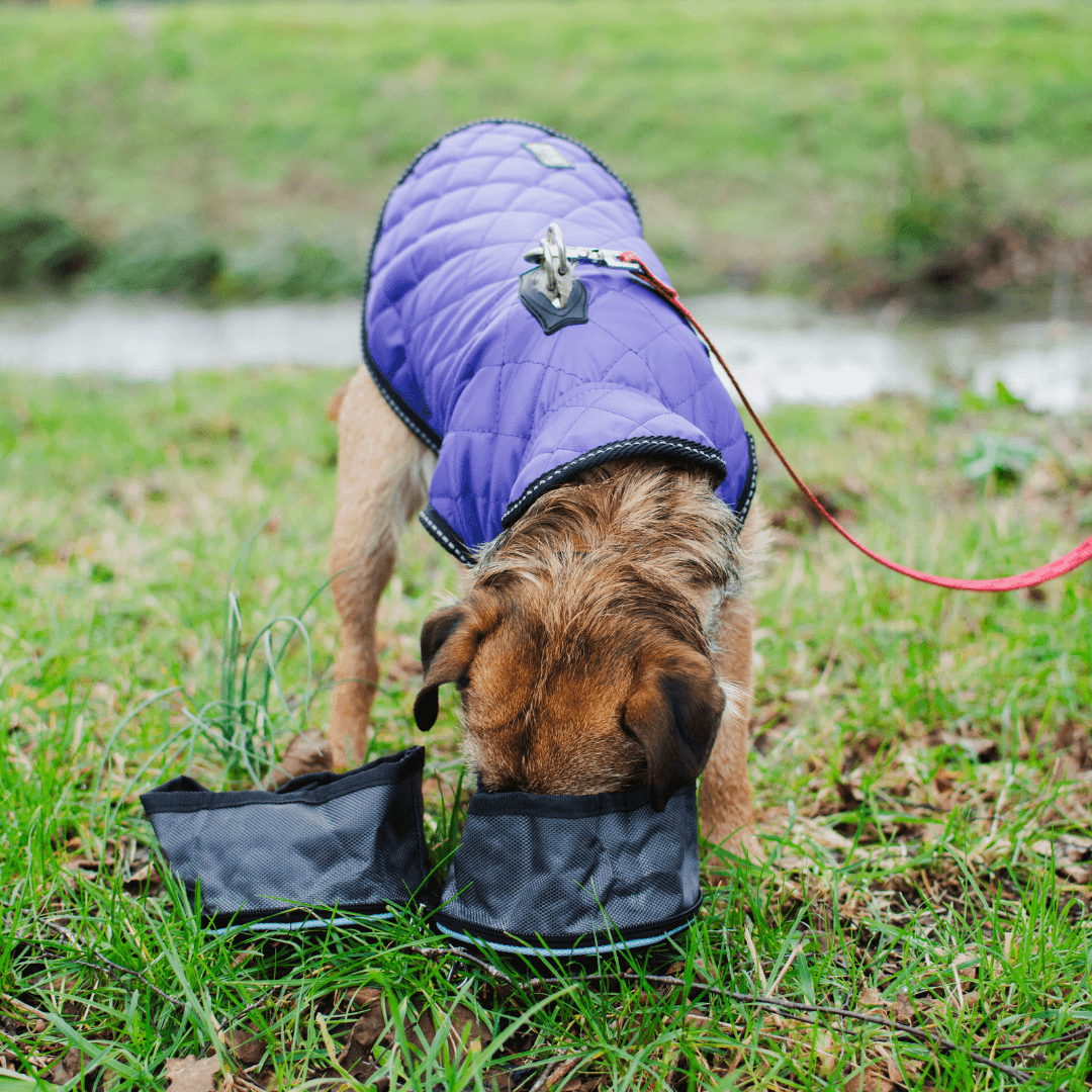 Snaffle Pack Portable Pet Bowl Set