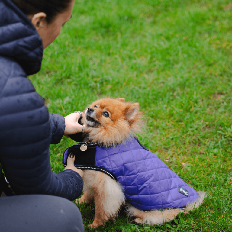 Quilted Dog Jacket (Purple)