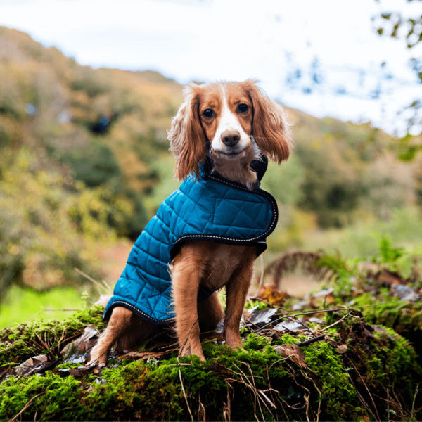 Quilted Dog Jacket (Purple)