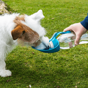 Pet Water Bottle With Leaf Bowl