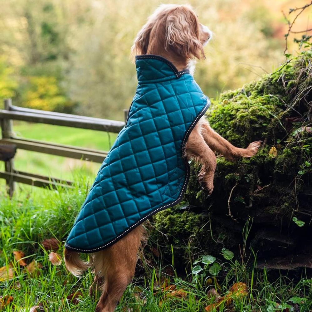 Henry Wag Quilted Winter Dog Jacket (Teal)