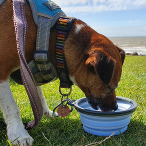 Henry Wag Portable, Collapsible Dog Travel Bowl