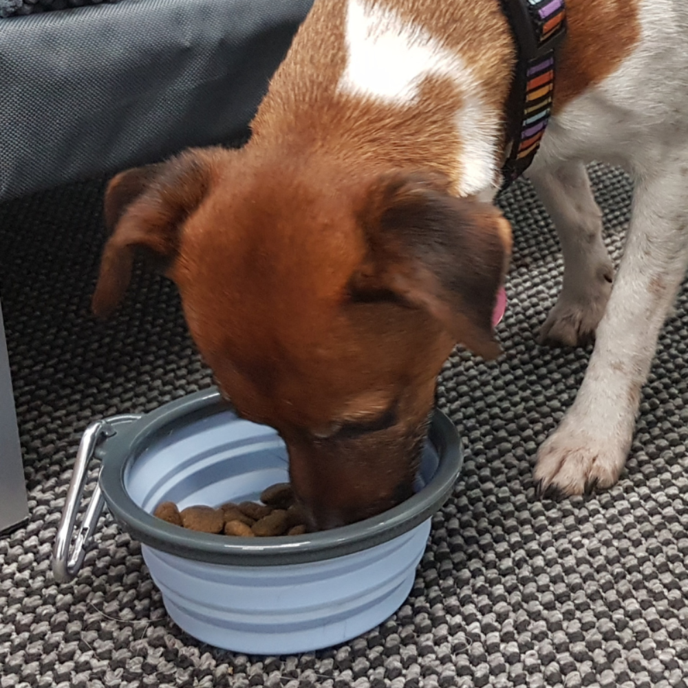 Henry Wag Portable, Collapsible Dog Travel Bowl